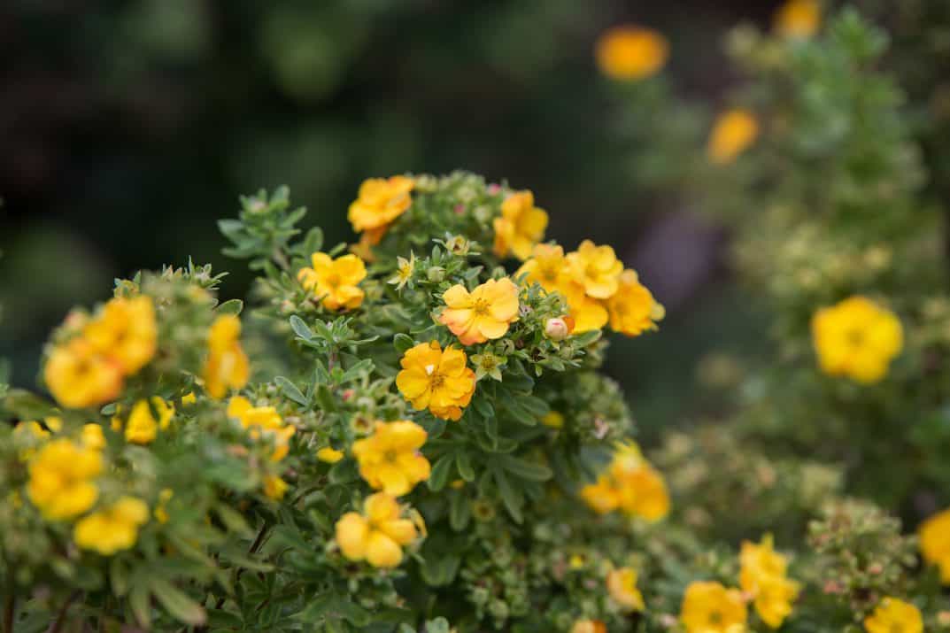 Marmalade® Potentilla Plant Guide